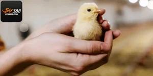 Cách Chăm Sóc Gà Con Mới Nở