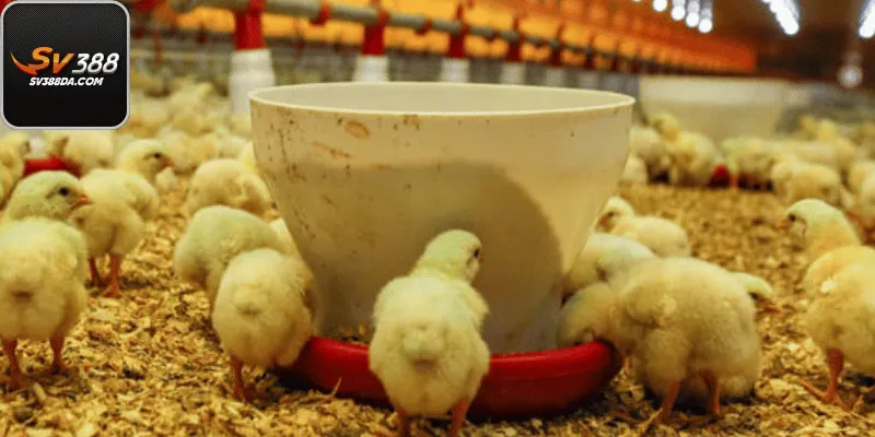 Chế Độ Ăn Uống Trong Cách Chăm Sóc Gà Con Mới Nở