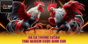 Đá Gà Thomo SV388