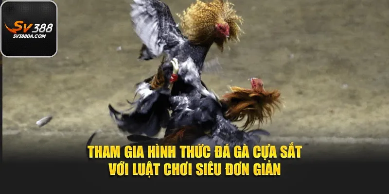Hướng Dẫn Tham Gia Cá Cược Đá Gà Cựa Sắt Dễ Hiểu Nhất