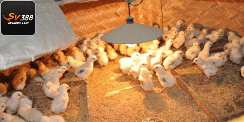 Một Số Lưu Ý Trong Cách Chăm Sóc Gà Con Mới Nở Tại Nhà