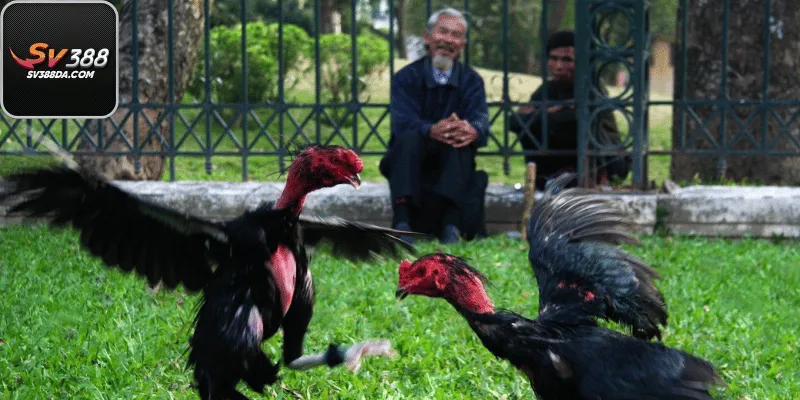 Tiêu Chí Lựa Chọn Gà Đá Tại Miền Nam