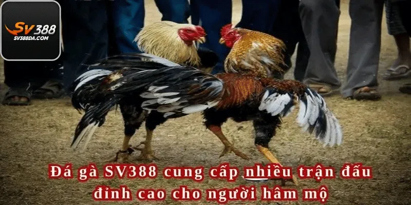 Tổng Quan Nền Tảng Đá Gà SV388