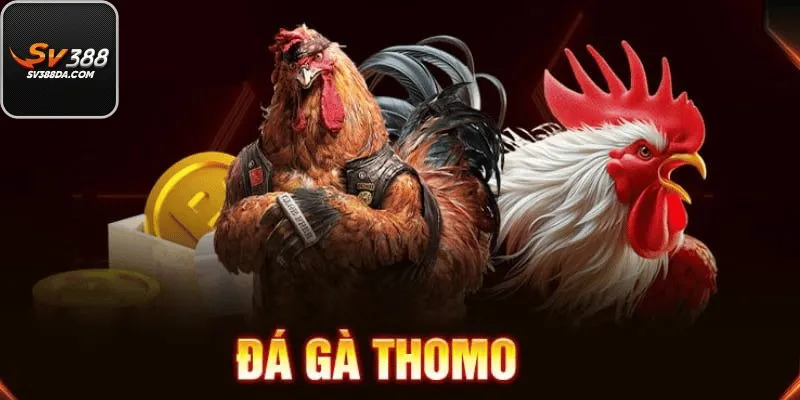 Tổng Quan Về Trường Gà Thomo Trên Hệ Thống SV388